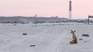 Red Fox Of Island Beach State Park Nj Island Beach State Park Beach Beach Life