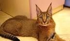Chausie Kittens For Sale by Reputable Breeders | Pets4You
