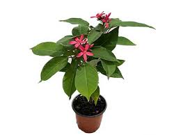 Image result for Jatropha seineri