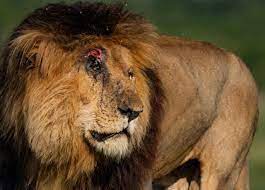 فقد كانت كل الصور التي يلتقطها مصوروا الحياة البرية للأسد تنشر وفوقها نفس الجملة ملك مارا المتوج. ÙˆÙØ§Ø© Ø§Ø´Ù‡Ø± Ø§Ø³Ø¯ ÙÙŠ Ø§Ù„ØªØ§Ø±ÙŠØ® Ø³ÙƒØ§Ø± Ø§Ù„Ø§Ø³Ø·ÙˆØ±Ù‡ Ù…Ù†ÙˆØ¹Ø§Øª Ø§Ù„ØµØ¨Ø§Ø­ Ø§Ù„Ø¹Ø±Ø¨ÙŠ