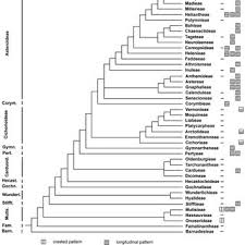 Image result for Athroisma gracile