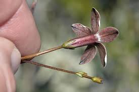 Image result for Prismatocarpus