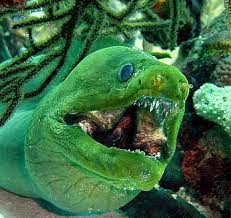 Green Moray Eel Moray Eel Deep Sea Creatures Ocean Creatures