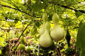Place the pans of seeded peat pots in a portable hot house, set the pans in the sun during the day and in the garage at night. Growing Gourds How To Plant Grow And Harvest Gourds