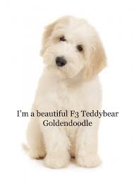 multi gen goldendoodles teddybear goldendoodles