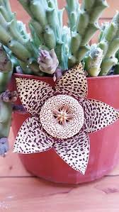 Image result for Huernia erectiloba