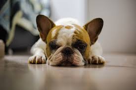 We know how frustrating and potentially costly it is to be unexpectedly left without the proper heating, cooling, and ventilation services that you depend on. What Can I Put On My French Bulldog S Nose French Bulldog Breed