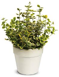 Image result for Euonymus fortunei