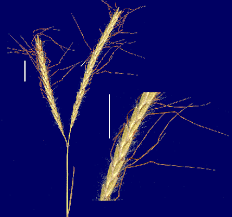 Image result for Dichanthium