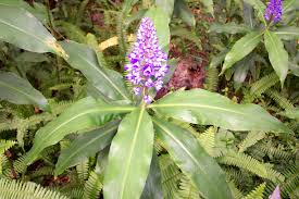 Image result for Dichorisandra