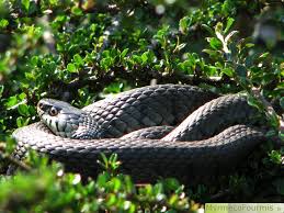 Dur?e de vie d'une couleuvre. La Couleuvre A Collier Natrix Natrix
