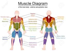 Muscle Man Diagram Starting Know About Wiring Diagram