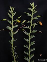 Image result for Chamaecrista wittei