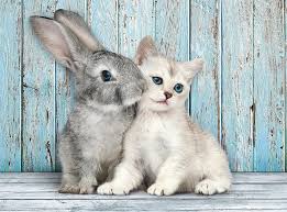 Cat Bunny 500pc Jigsaw Puzzle By Clementoni In 2020 Cute Animals White Kittens Cats And Kittens