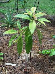 The mother tree, of uncertain subspecies, died of root rot and was cut down in september 2002. Buy Avocado Butter Fruit Makhanphal Grown Through Seeds Plant Plantslive