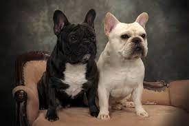 Oct 05, 2020 · even though a female french bulldog typically weighs less than a male because females have smaller heads and less muscle, they're usually around the same height. French Bulldog Info Size Temperament Lifespan Puppies Pictures