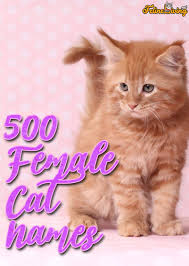 We've even added in some famous mythological cat names! 500 Most Popular Female Cat Names Best Of The Best