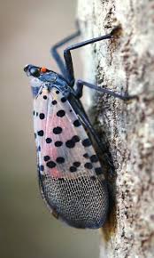Black And White Spotted Moth Pa Lycorma Delicatula White Lycorma Delicatula Bugguide Net Flying Lantern Insects Cool Bugs