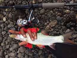 Air mani encer bisa berarti tubuh anda tidak memproduksi cukup sperma namun bukan berarti anda tidak subur. Casting Hampala Di Sungai Lembu Banyuwangi Spotmancing Com
