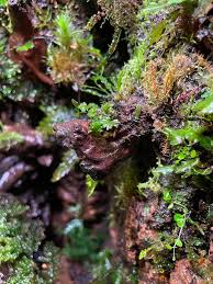 Image result for Didymoglossum erosum