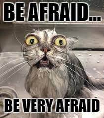 Scaredy Cat Imgflip