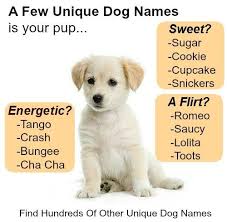 Dog Names Cute Names For Your Male Or Female Puppy Dog Names Puppy Names Cute Puppy Names