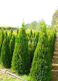 Image result for Vismia orientalis