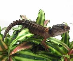 Check spelling or type a new query. White Eyed Crocodile Skinks For Sale