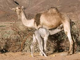 L ask what is the camel doing? Classical Music Inspired By Camels Interlude