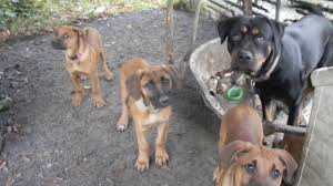 What is a rottweiler mix? Rhodesian Ridgeback And Rottweiler Mix Off 60 Www Usushimd Com
