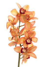 11 Fall Flowers You Ll Love Just As Much As Mums Fall Flowers Cymbidium Orchids Fall Mums