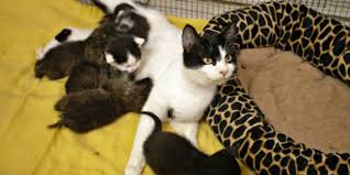 Bobcats reproduce more bobcats by sexual reproduction. House Cat Nurses Orphaned Bobcat Kittens Love Meow