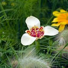Image result for Pavonia rogersii