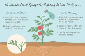 All in all, these bug deterrents all do their jobs well, and finding some natural options for your household and family is always a plus. Homemade Organic Sprays For Fighting Aphids
