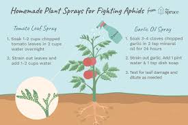 Garlic concentrated liquid seem to confirm their efficacy in treating patients with. Homemade Organic Sprays For Fighting Aphids