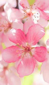 Pink Flower Flower Phone Wallpaper Pink Flowers Flower Wallpaper