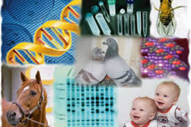 How to race, breed, win and makey money is one of the most hunted products on united states. Breeding Coefficient Winning Pigeon Racing And Racing Pigeons Strategies Pigeon Insider