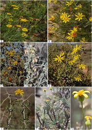 Image result for Lopholaena sp.no.1