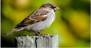 Birds Of Northern Illinois Sounds Common European Sparrow House Sparrow Common Birds Sparrow