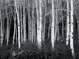 Black And White Aspen Tree Pictures Black And White Aspen Forest Wallpaper Corporate Socialist Glenn Beck Cannot Discern Heroes And Villains In Classic M Forest Wallpaper Aspen Trees Nature Tree