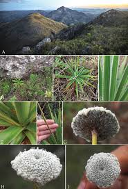 Image result for Eriocaulaceae