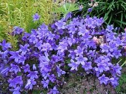 Soyez le premier à laisser un avis sur ce produit ! Campanula Portenschlagiana Resholt S Variety 2 95 Trailing Plants Plants For Small Gardens