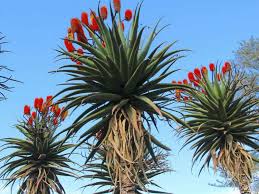 Image result for Aloe aculeata × excelsa