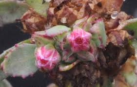 Image result for Bergia salaria