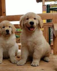 Our purebred golden retriever puppies are quality purebred dogs that are not over priced, but are thoughtfully bred, carefully researched, well taken care of, and deeply loved. 180 Golden Retrievers Puppies For Sale Ideas Retriever Puppy Puppies For Sale Puppies