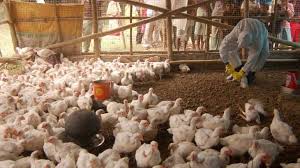Bird flu is caused by a type of influenza virus that rarely infects humans. Explained Bird Flu Symptoms Risk Factors Transmission And More