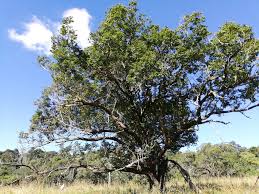 Image result for Bridelia micrantha