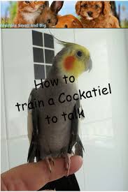 Sikantispets How To Train A Cockatiel To Talk Cockatiel Cockatiel Care Cockatiel Toys