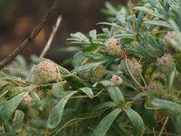 Image result for Cuscuta planiflora