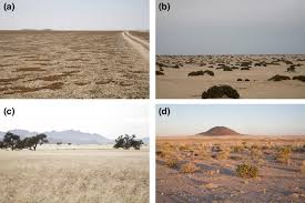 Image result for Arthraerua leubnitziae